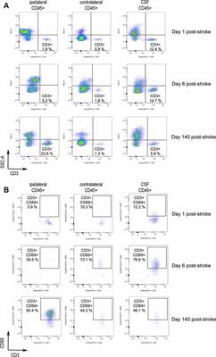 Antigen-Dependent T Cell Response to Neural Peptides After Human Ischemic Stroke